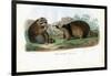 Raccoon, 1863-79-Raimundo Petraroja-Framed Giclee Print