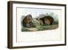 Raccoon, 1863-79-Raimundo Petraroja-Framed Giclee Print