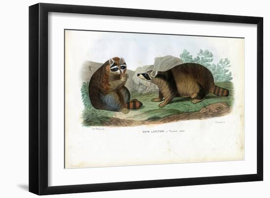 Raccoon, 1863-79-Raimundo Petraroja-Framed Giclee Print