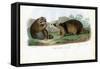 Raccoon, 1863-79-Raimundo Petraroja-Framed Stretched Canvas