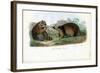 Raccoon, 1863-79-Raimundo Petraroja-Framed Giclee Print