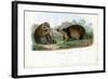 Raccoon, 1863-79-Raimundo Petraroja-Framed Giclee Print