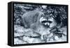 Raccoon 2-Gordon Semmens-Framed Stretched Canvas