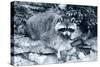 Raccoon 2-Gordon Semmens-Stretched Canvas