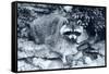 Raccoon 2-Gordon Semmens-Framed Stretched Canvas