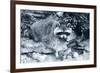 Raccoon 2-Gordon Semmens-Framed Photographic Print