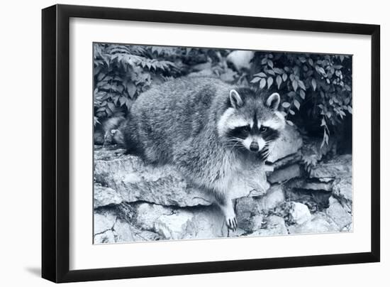 Raccoon 2-Gordon Semmens-Framed Photographic Print