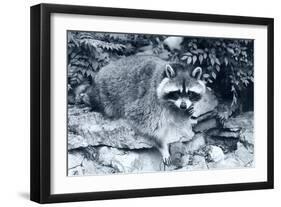 Raccoon 2-Gordon Semmens-Framed Photographic Print