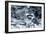 Raccoon 2-Gordon Semmens-Framed Photographic Print