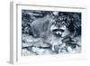 Raccoon 2-Gordon Semmens-Framed Photographic Print