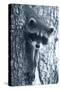 Raccoon 3-Gordon Semmens-Stretched Canvas