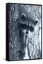 Raccoon 3-Gordon Semmens-Framed Stretched Canvas