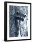 Raccoon 3-Gordon Semmens-Framed Photographic Print