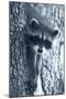 Raccoon 3-Gordon Semmens-Mounted Photographic Print