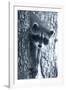 Raccoon 3-Gordon Semmens-Framed Photographic Print