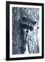 Raccoon 3-Gordon Semmens-Framed Photographic Print