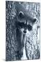 Raccoon 3-Gordon Semmens-Mounted Photographic Print