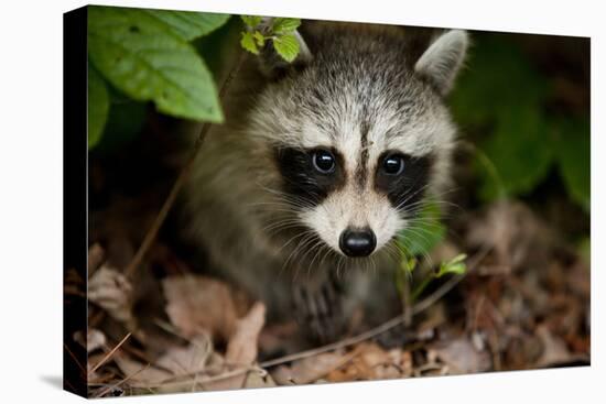 Raccoon at Assateague Island National Seashore in Maryland-Paul Souders-Stretched Canvas