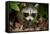 Raccoon at Assateague Island National Seashore in Maryland-Paul Souders-Framed Stretched Canvas