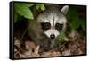 Raccoon at Assateague Island National Seashore in Maryland-Paul Souders-Framed Stretched Canvas