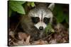 Raccoon at Assateague Island National Seashore in Maryland-Paul Souders-Stretched Canvas