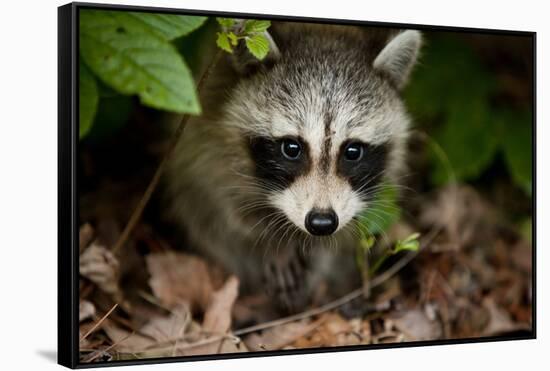 Raccoon at Assateague Island National Seashore in Maryland-Paul Souders-Framed Stretched Canvas