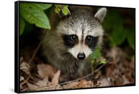 Raccoon at Assateague Island National Seashore in Maryland-Paul Souders-Framed Stretched Canvas