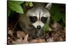 Raccoon at Assateague Island National Seashore in Maryland-Paul Souders-Stretched Canvas