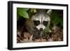 Raccoon at Assateague Island National Seashore in Maryland-Paul Souders-Framed Photographic Print