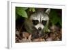 Raccoon at Assateague Island National Seashore in Maryland-Paul Souders-Framed Photographic Print