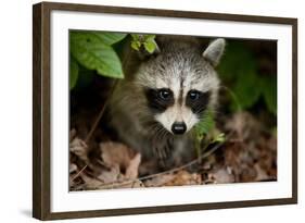 Raccoon at Assateague Island National Seashore in Maryland-Paul Souders-Framed Photographic Print