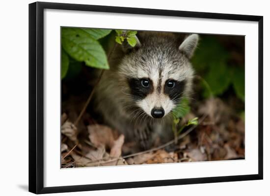 Raccoon at Assateague Island National Seashore in Maryland-Paul Souders-Framed Photographic Print