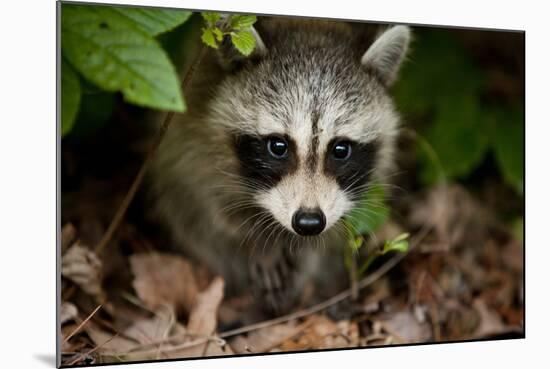 Raccoon at Assateague Island National Seashore in Maryland-Paul Souders-Mounted Photographic Print