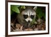 Raccoon at Assateague Island National Seashore in Maryland-Paul Souders-Framed Photographic Print