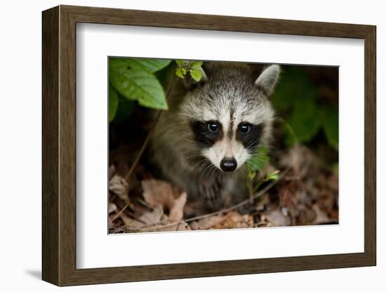 Raccoon at Assateague Island National Seashore in Maryland-Paul Souders-Framed Photographic Print