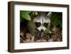 Raccoon at Assateague Island National Seashore in Maryland-Paul Souders-Framed Photographic Print