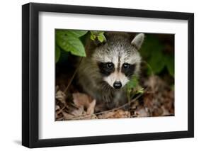 Raccoon at Assateague Island National Seashore in Maryland-Paul Souders-Framed Photographic Print