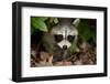 Raccoon at Assateague Island National Seashore in Maryland-Paul Souders-Framed Photographic Print