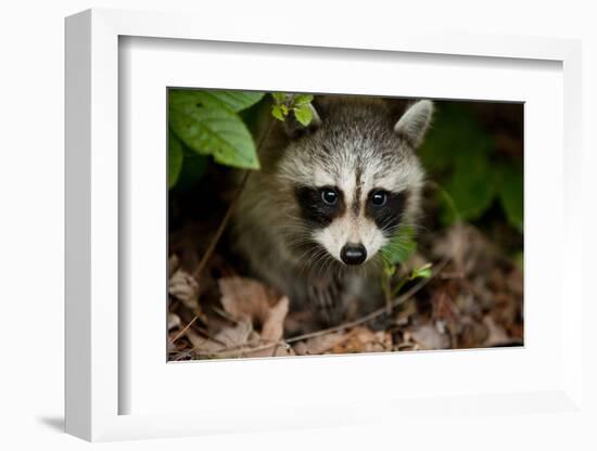 Raccoon at Assateague Island National Seashore in Maryland-Paul Souders-Framed Photographic Print