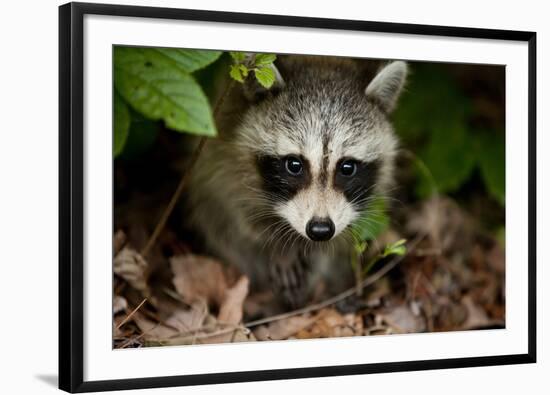 Raccoon at Assateague Island National Seashore in Maryland-Paul Souders-Framed Photographic Print