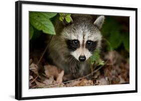 Raccoon at Assateague Island National Seashore in Maryland-Paul Souders-Framed Photographic Print