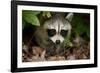 Raccoon at Assateague Island National Seashore in Maryland-Paul Souders-Framed Photographic Print