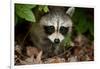 Raccoon at Assateague Island National Seashore in Maryland-Paul Souders-Framed Photographic Print