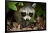 Raccoon at Assateague Island National Seashore in Maryland-Paul Souders-Framed Photographic Print