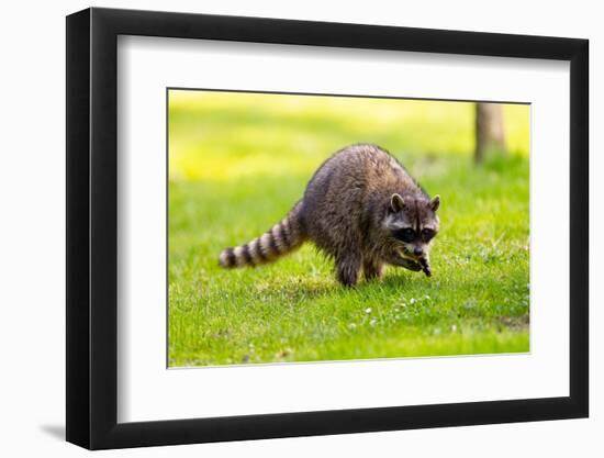 Raccoon at Stanley Park, Vancouver, British Columbia-Ivan_Yim-Framed Photographic Print