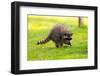 Raccoon at Stanley Park, Vancouver, British Columbia-Ivan_Yim-Framed Photographic Print