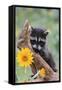 Raccoon Baby-null-Framed Stretched Canvas