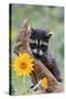 Raccoon Baby-null-Stretched Canvas