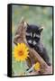 Raccoon Baby-null-Framed Stretched Canvas