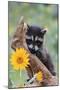 Raccoon Baby-null-Mounted Premium Photographic Print